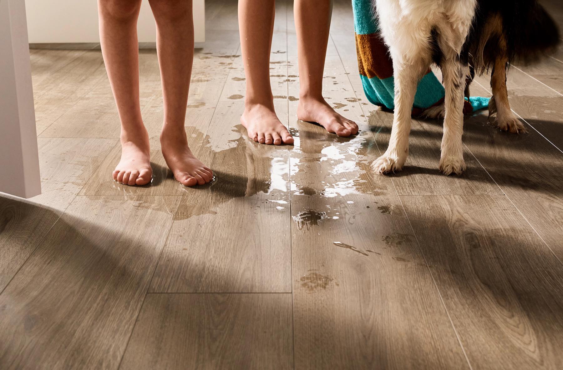 kid and dog feet in puddle on floor