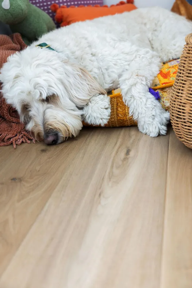 A dog napping on the floor