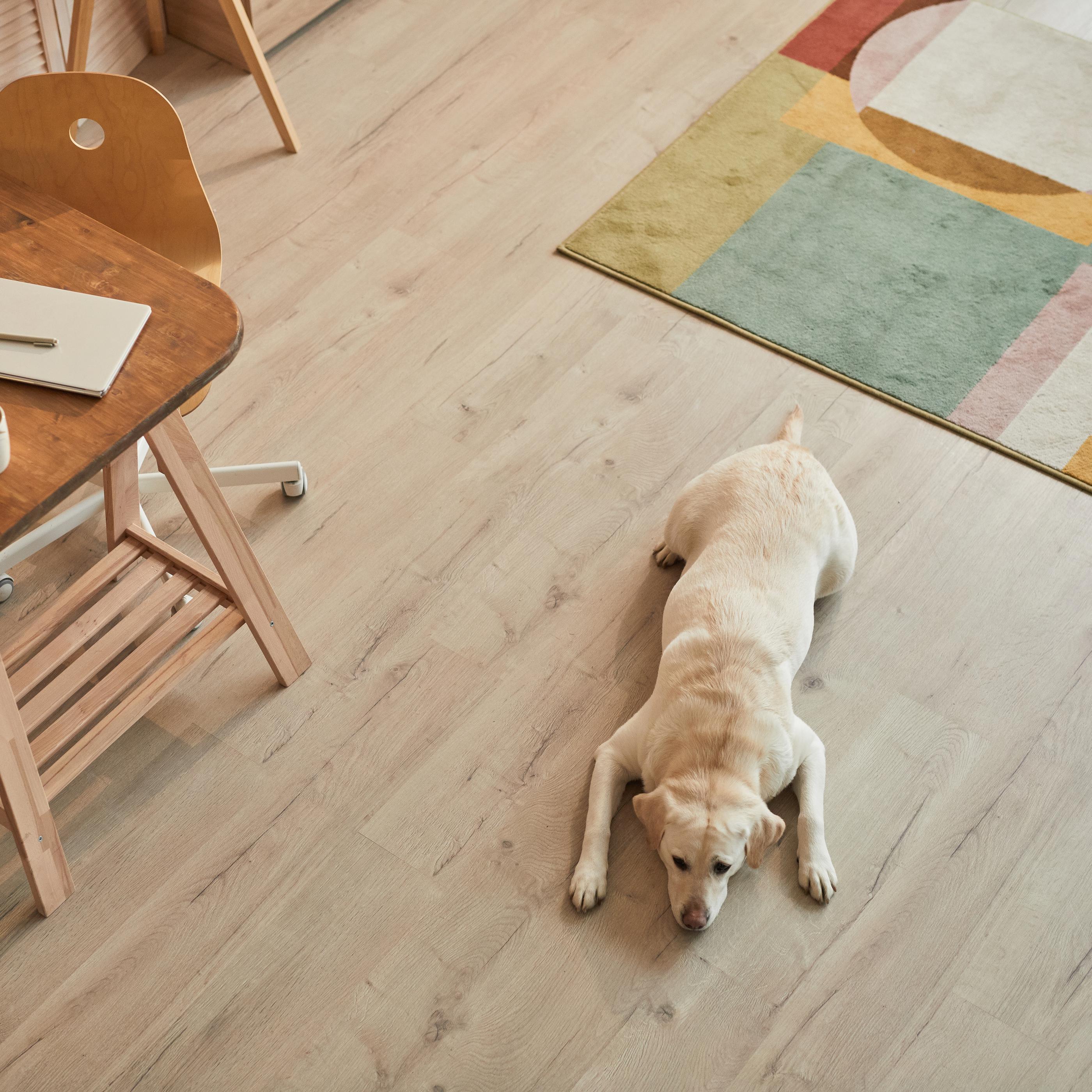 A dog resting on laminate flooring beside a table, creating a cozy indoor scene.