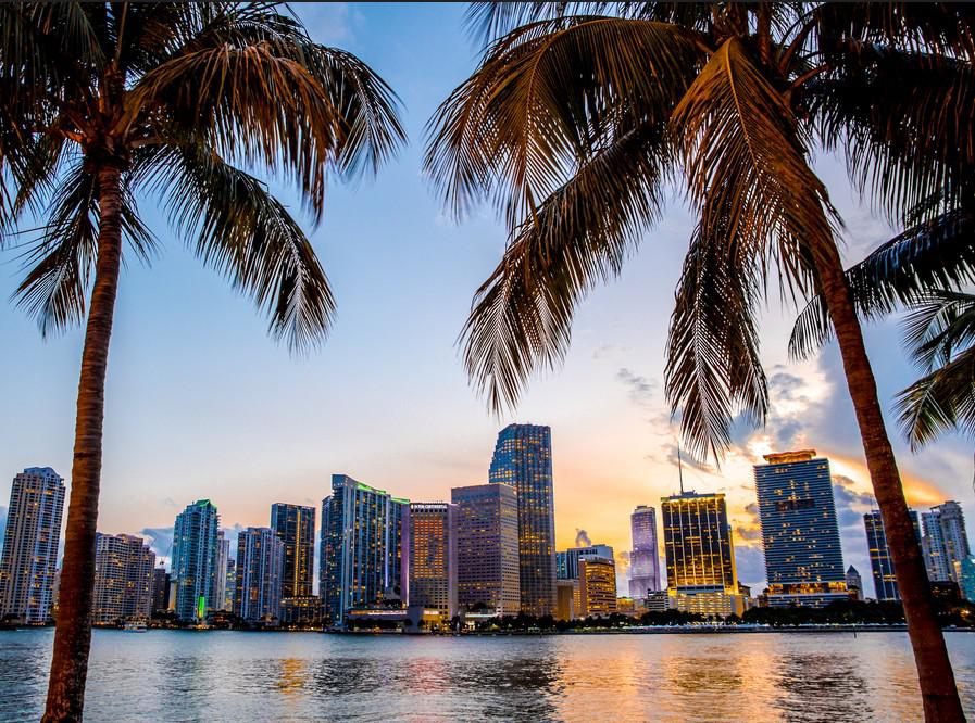 city skyline with palm trees